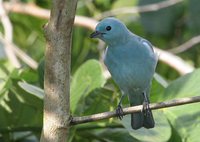 Blue-gray Tanager - Thraupis episcopus