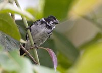 Caqueta Seedeater - Sporophila murallae