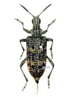 소나무하늘소 - Rhagium inquisitor