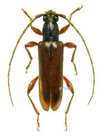 울릉섬하늘소 - Ceresium holophaeum