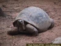 Aldabra Tortoise, Geochelone gigantea