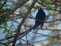 Steel-blue Whydah - Vidua hypocherina