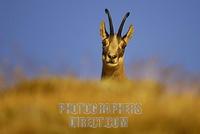 Chamois ( Rupicapra rupicapra ) chamois buck , morning light , portrait stock photo