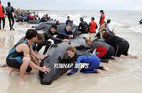 Dozens of volunteers help to rescue as many as 85 false killer whales stranded on Busselton Beac...