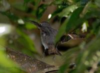 Asian Brown Flycatcher