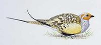 Pallas's Sandgrouse (Syrrhaptes paradoxus)