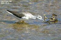 Tringa nebularia , 청다리도요 - Common Greenshank