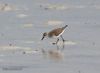 Red-necked Stint Calidris ruficollis