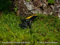 Phyllobates Aurotaenia