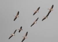 White Pelican (Pelecanus onocrotalus)