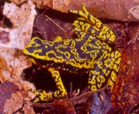 : Atelopus cruciger