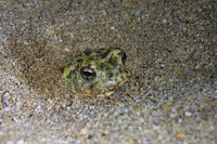 : Bufo californicus; Arroyo Toad