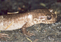 : Dicamptodon ensatus