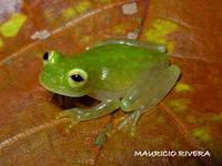 : Hyalinobatrachium fleischmanni; Fleischmann's Glass Frog