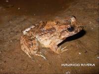 : Leptodactylus petersii; Sapito de Peters