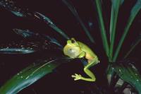 : Litoria chloris; Red-eyed Tree Frog