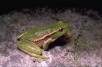 : Litoria phyllochroa; Leaf Green Tree Frog