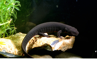 : Pachytriton labiatus; Spotless Stout Newt