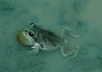 : Pseudacris streckeri streckeri; Strecker's Chorus Frog