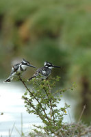 : Ceryle rudis; Pied Kingfisher