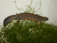 : Triturus dobrogicus; Danube Crested Newt