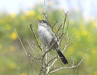 : Polioptila californica californica; Coastal California Gnatcatcher