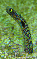 : Heteroconger digueti; Cortez Garden Eel