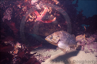 : Sebastes atrovirens; Kelp Rockfish;