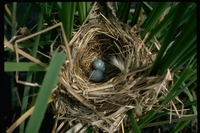 : Agelaius phoeniceus; Red-winged Blackbird