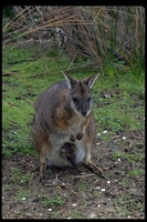 : Macropus eugenii ssp. decres; Tammar Wallaby