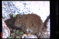 : Microtus montanus