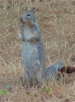 : Spermophilus beechyi; California Ground Squirrel