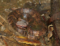 : Agkistrodon piscivorus leucostoma; Western Cottonmouth