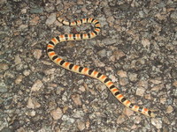 : Chionactis occipitalis; Western Shovel-nosed Snake