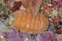 : Chaetopleura gemma; Gem Chiton