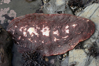 : Cryptochiton stelleri; Gumboot Chiton