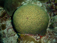 : Diploria labyrinthiformis; Grooved Brain Coral