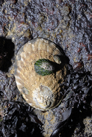 : Lottia gigantea; Owl Limpet