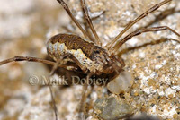 : Mitopus morio; Harvestman