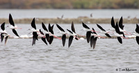 Black-winged Stilt