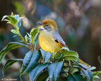 Chestnut-tailed Minla