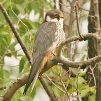 Eurasian Hobby