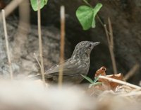 クロサザイチメドリ Limestone Wren-Babbler Napothera crispifrons