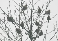 シロエリカンムリチメドリ White-collared Yuhina Yuhina diademata