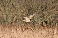 Great Bittern (Botaurus stellaris)