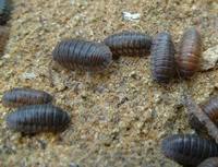 Porcellio scaber