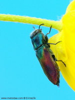 Anthaxia salicis
