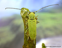 Saperda octopunctata