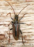 Oxymirus cursor