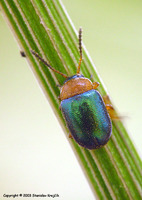 Gastrophysa polygoni